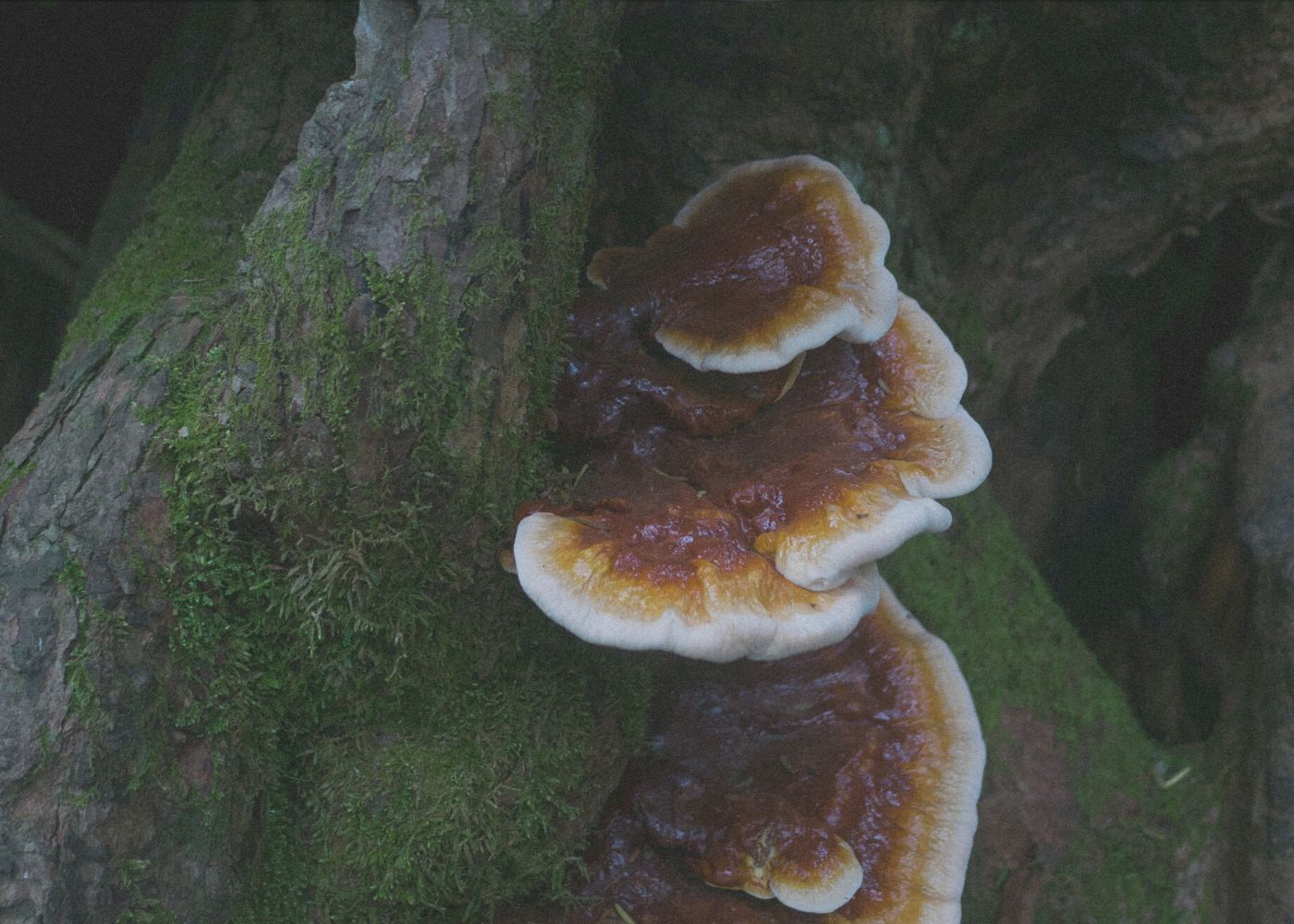 Health benefits of Reishi Mushroom immune system, heart and hormones